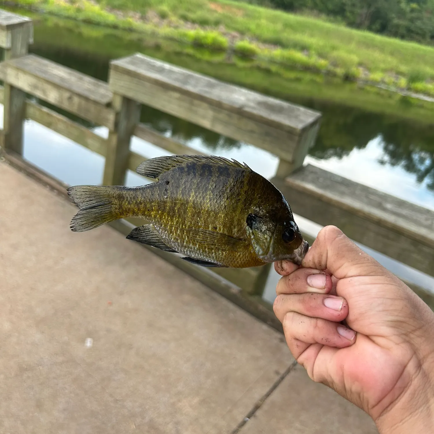 Bluegill caught on Fishbrain