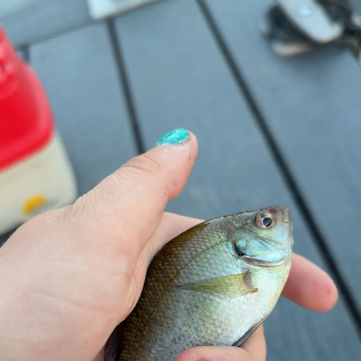 Bluegill caught on Fishbrain