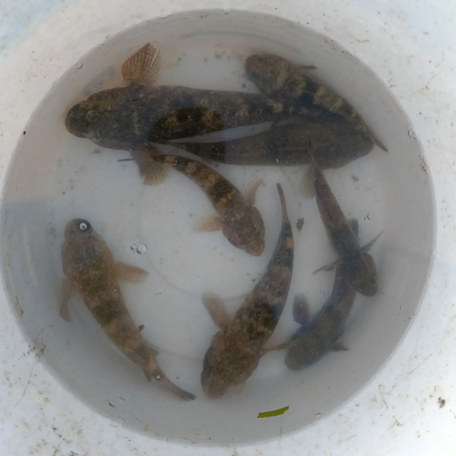 The most recent Annular seabream catches on Fishbrain