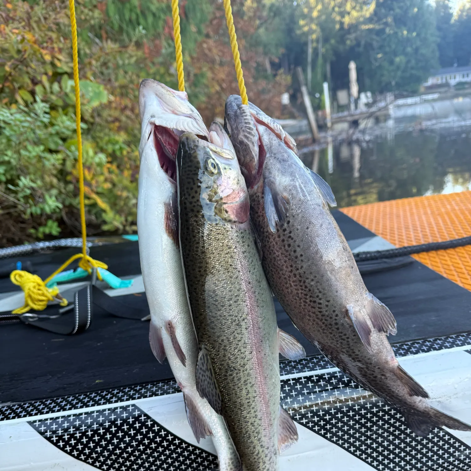 Rainbow trout caught on Fishbrain