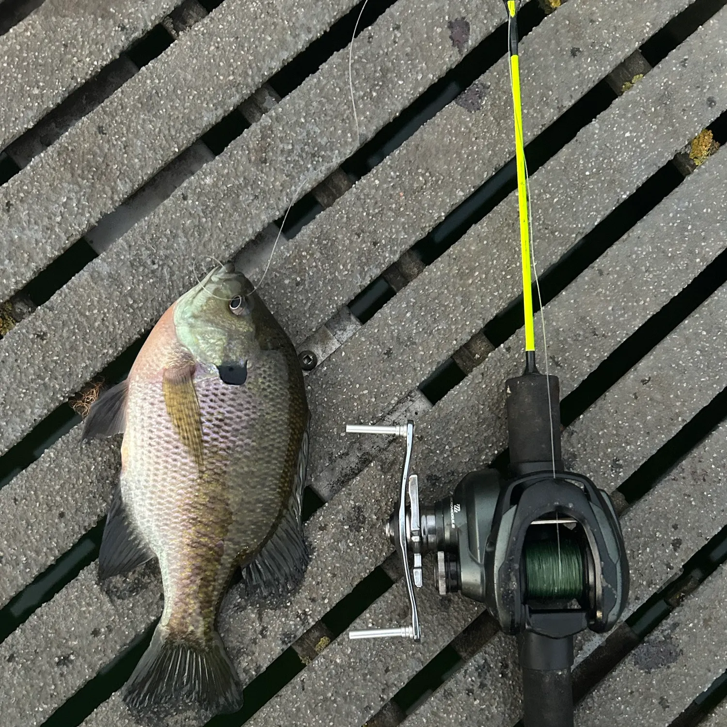 Bluegill caught on Fishbrain