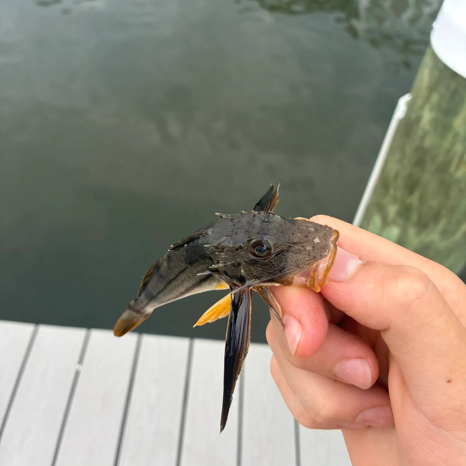 Striped searobin caught on Fishbrain