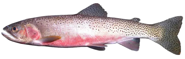 Westlope cutthroat trout
