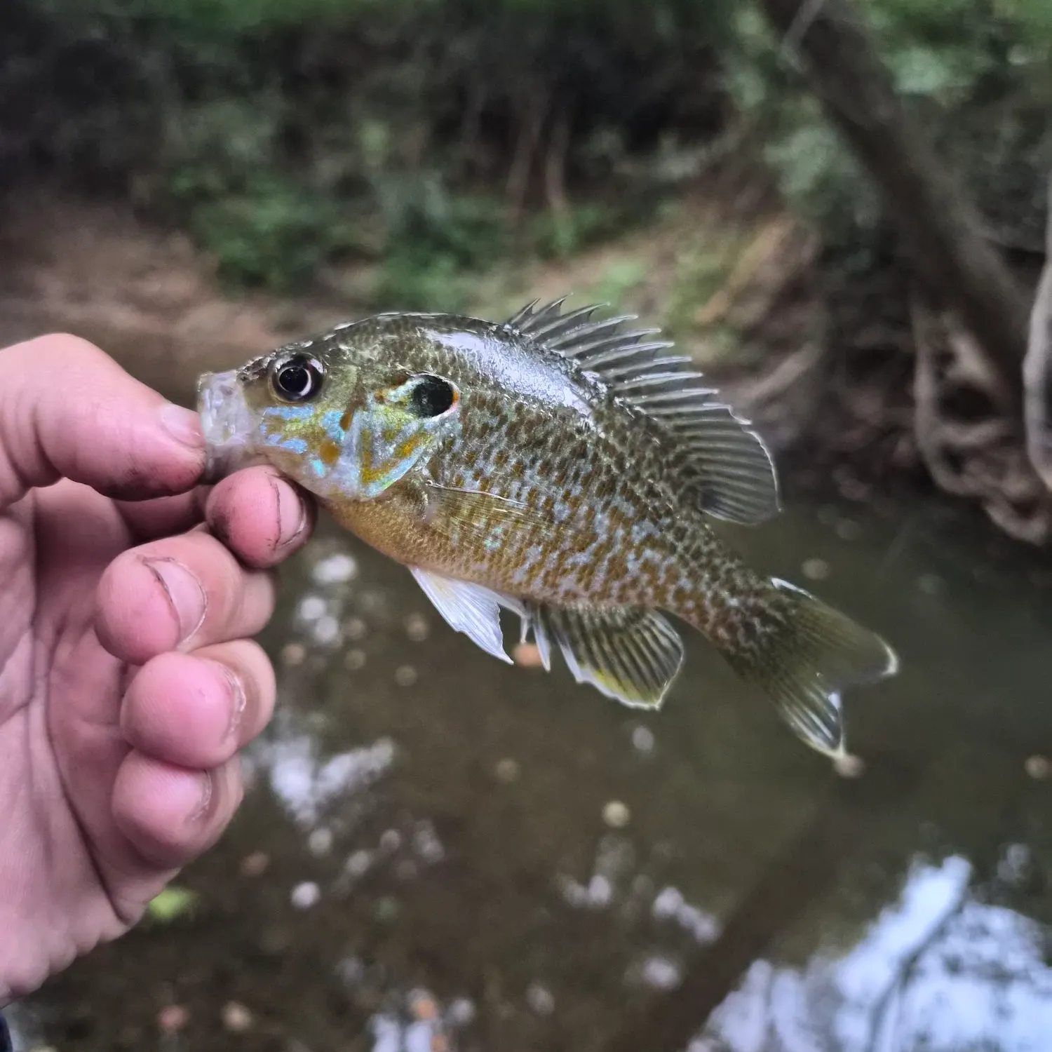 Pumpkinseed x green sunfish caught on Fishbrain