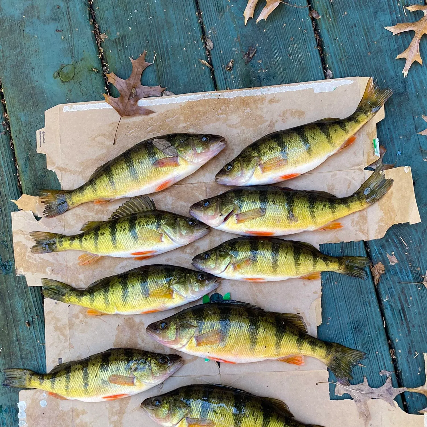 recently logged catches