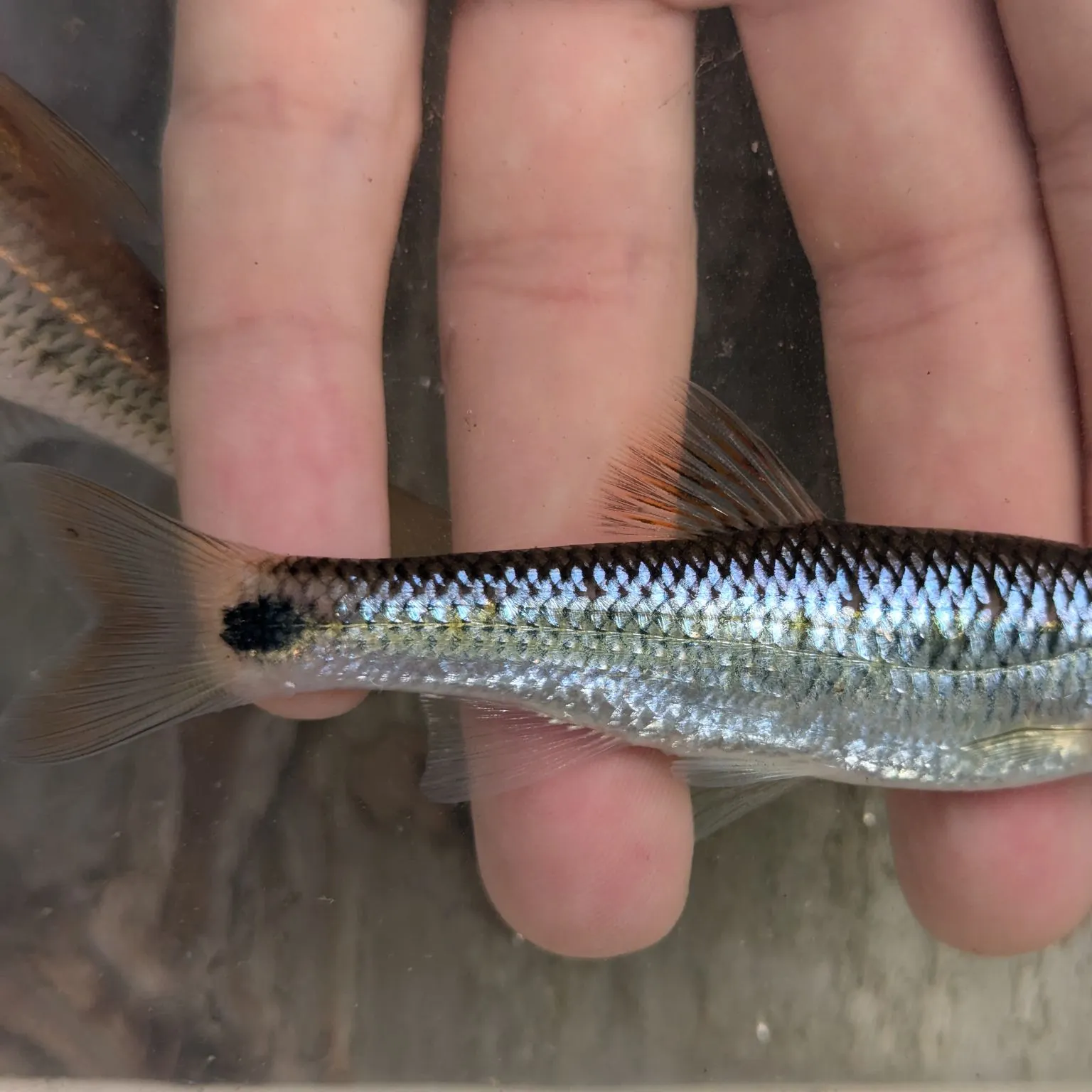 The most recent Alabama shiner catches on Fishbrain