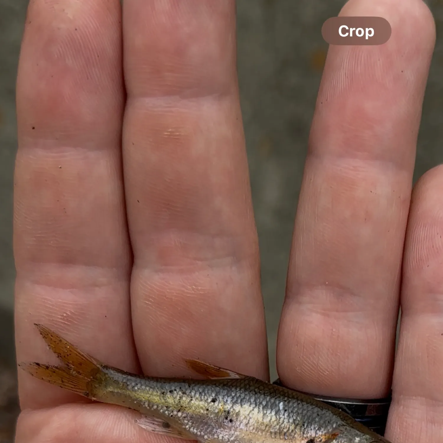 The most recent Rosyside dace catches on Fishbrain