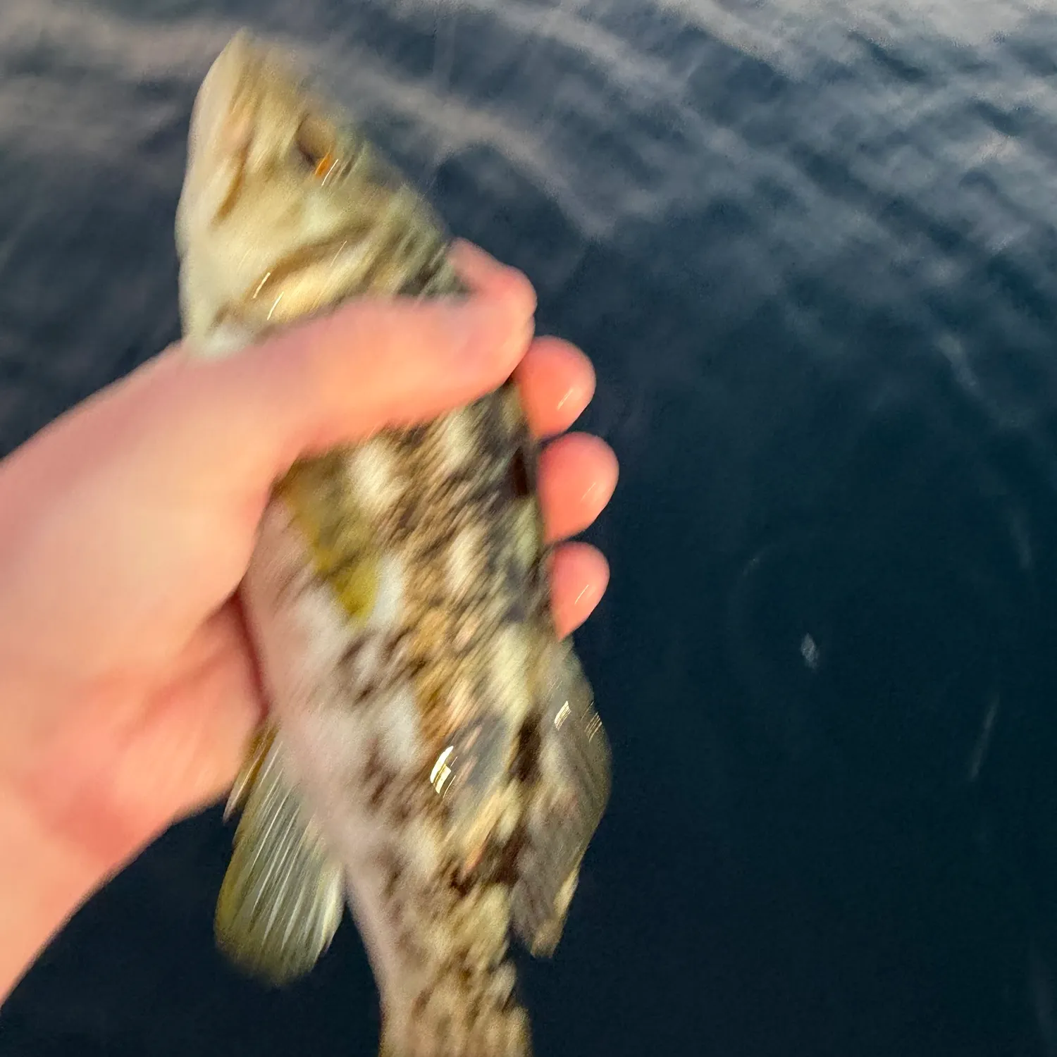 Kelp bass caught on Fishbrain