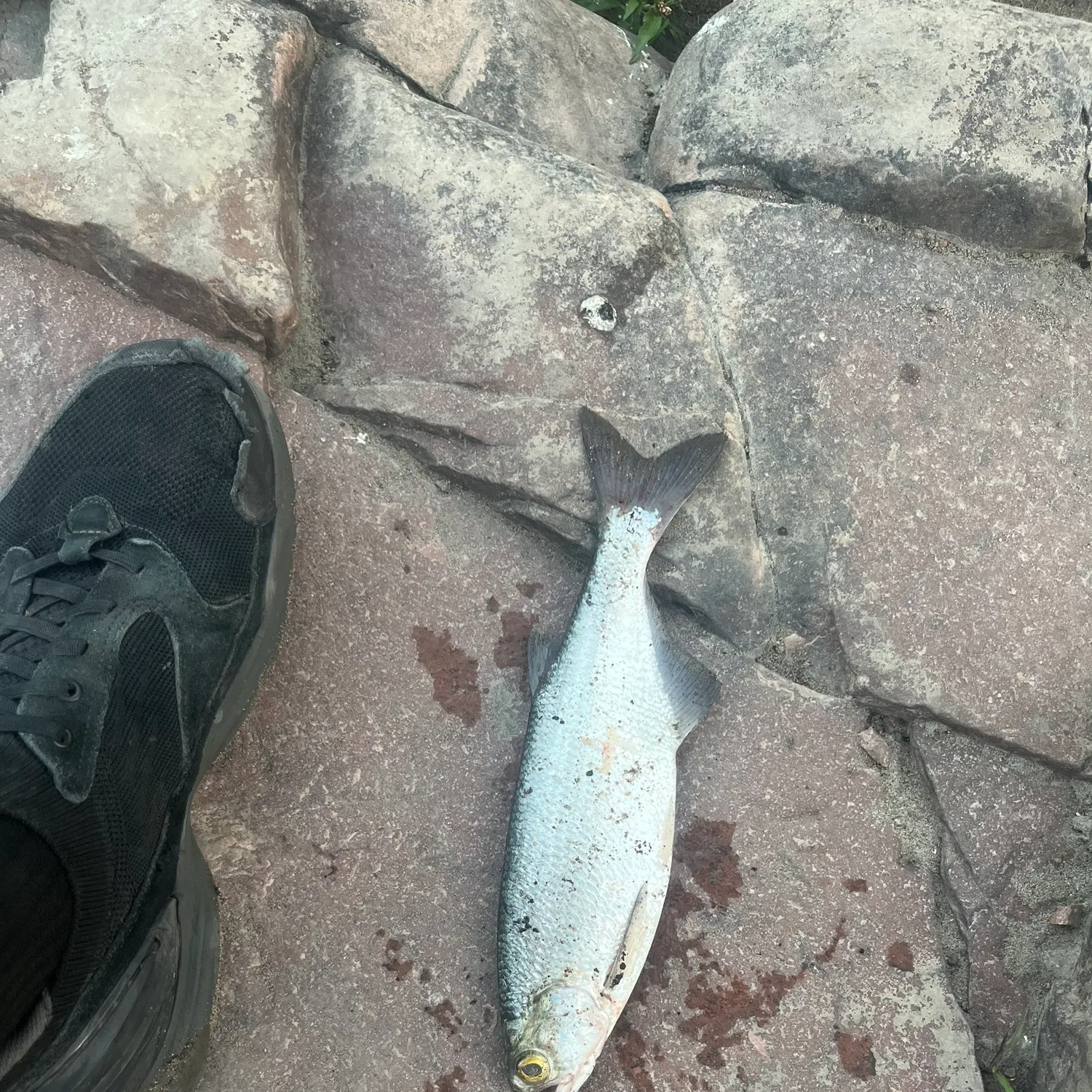 The most recent Goldeye catches on Fishbrain