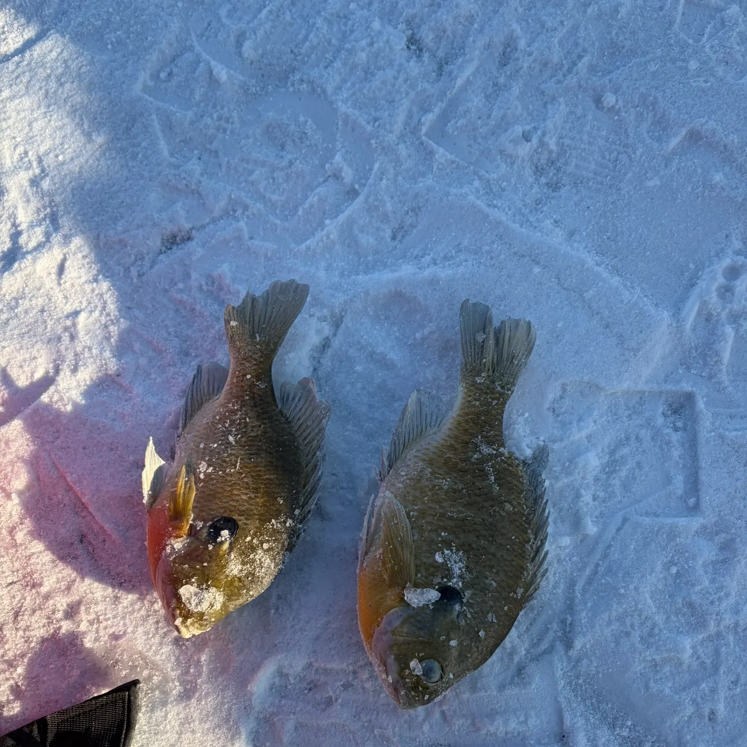 recently logged catches