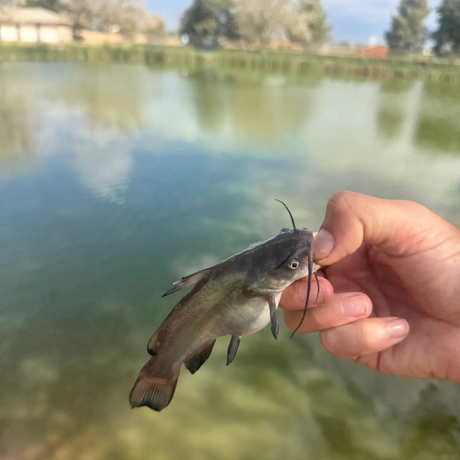 Black bullhead caught on Fishbrain
