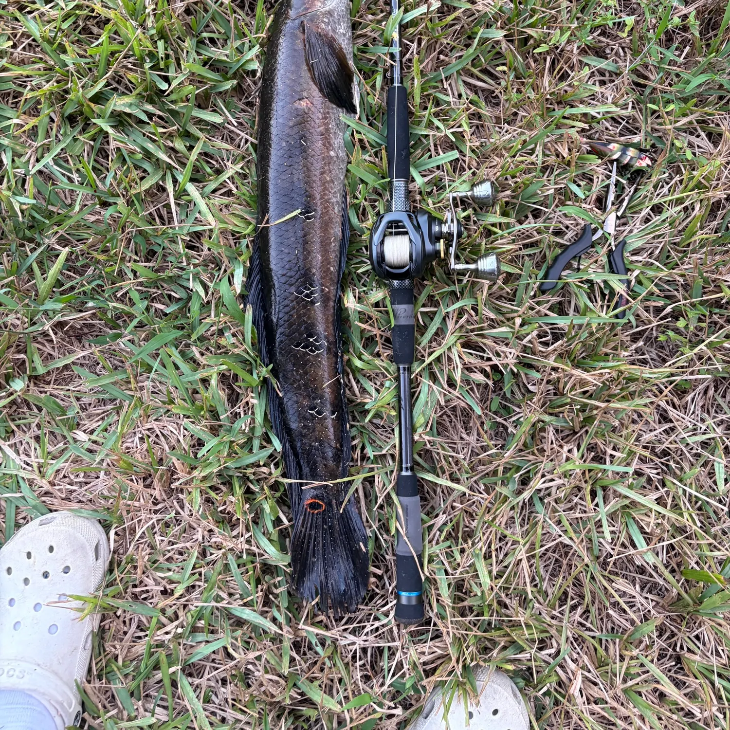 The most recent Bullseye snakehead catches on Fishbrain