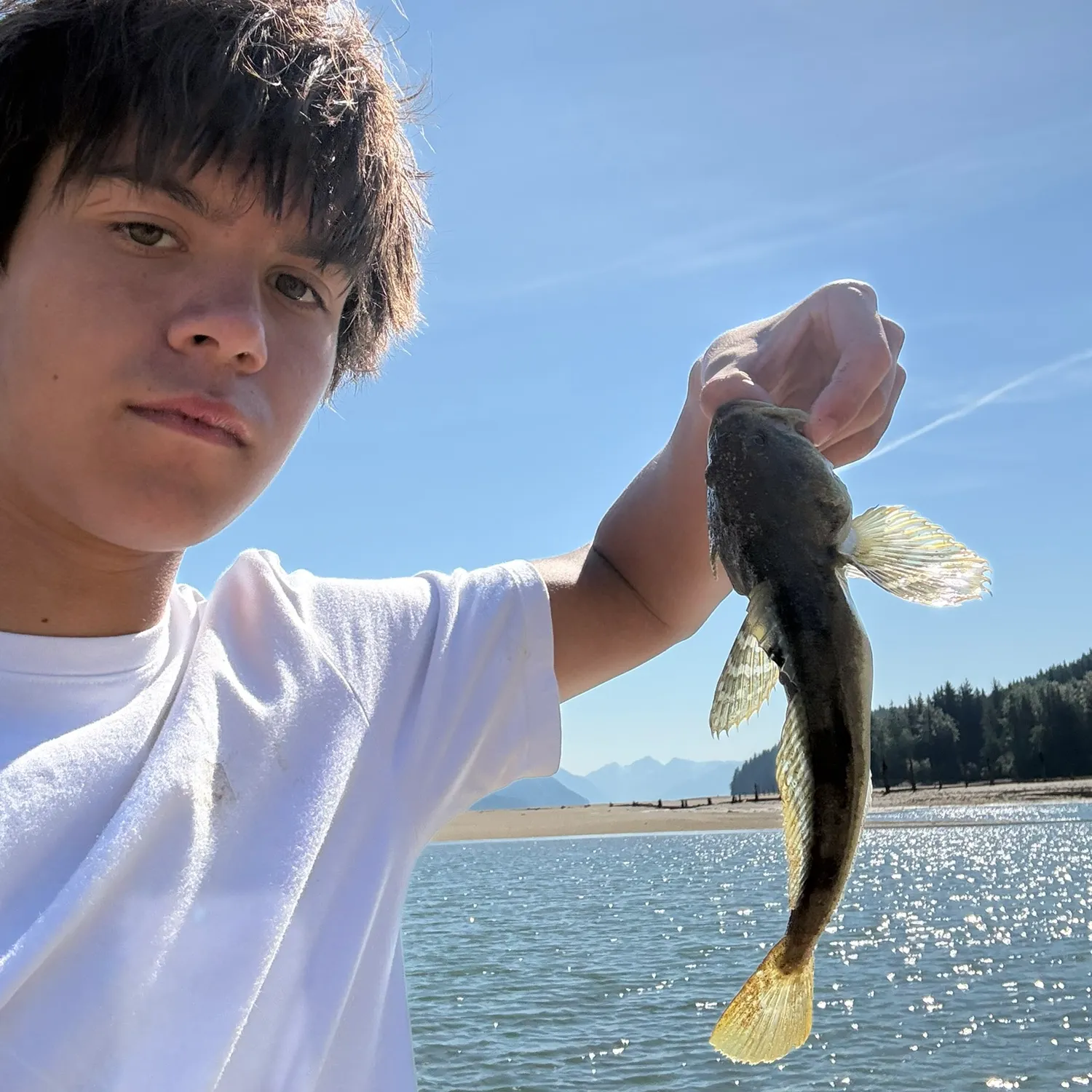 Shorthorn sculpin caught on Fishbrain