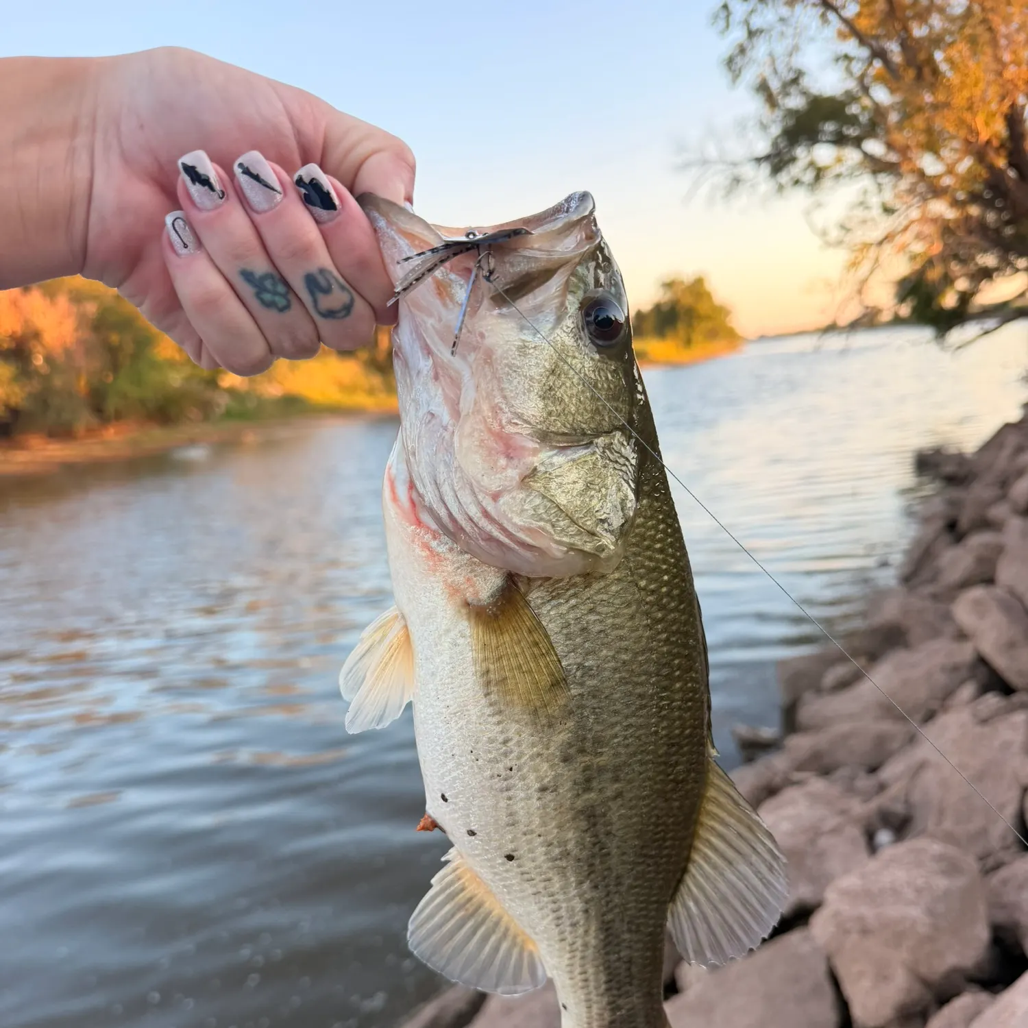 Largemouth bass caught on Fishbrain