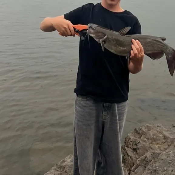 Channel catfish caught on Fishbrain
