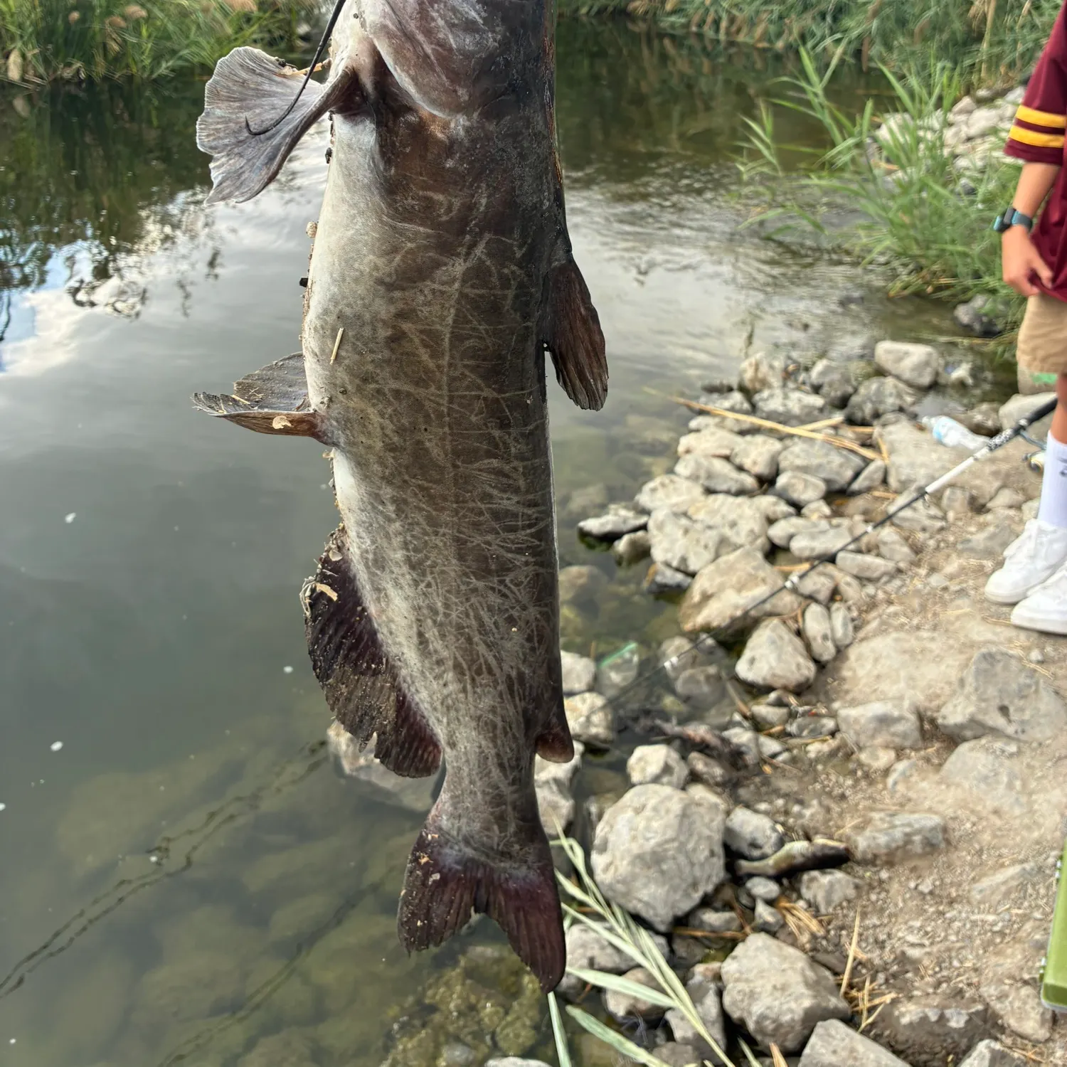 Channel catfish caught on Fishbrain