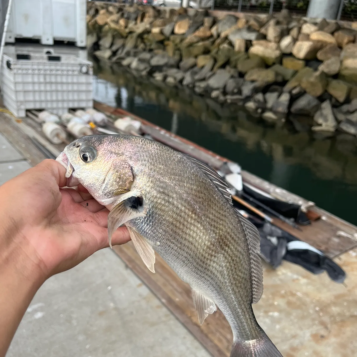 Spotfin croaker caught on Fishbrain