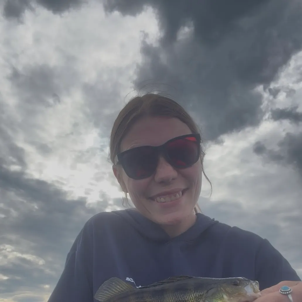 Yellow perch caught on Fishbrain