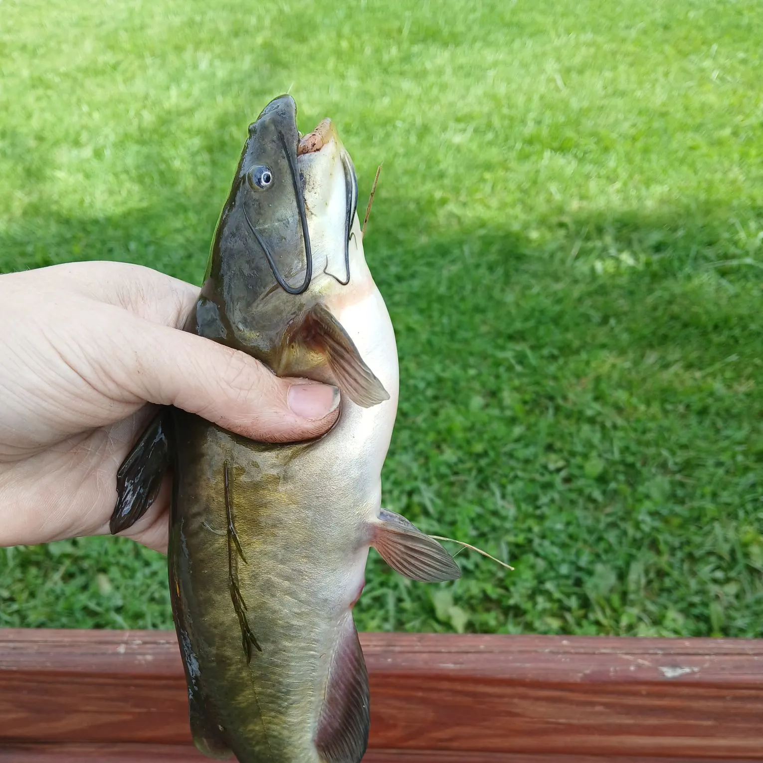 Channel catfish caught on Fishbrain