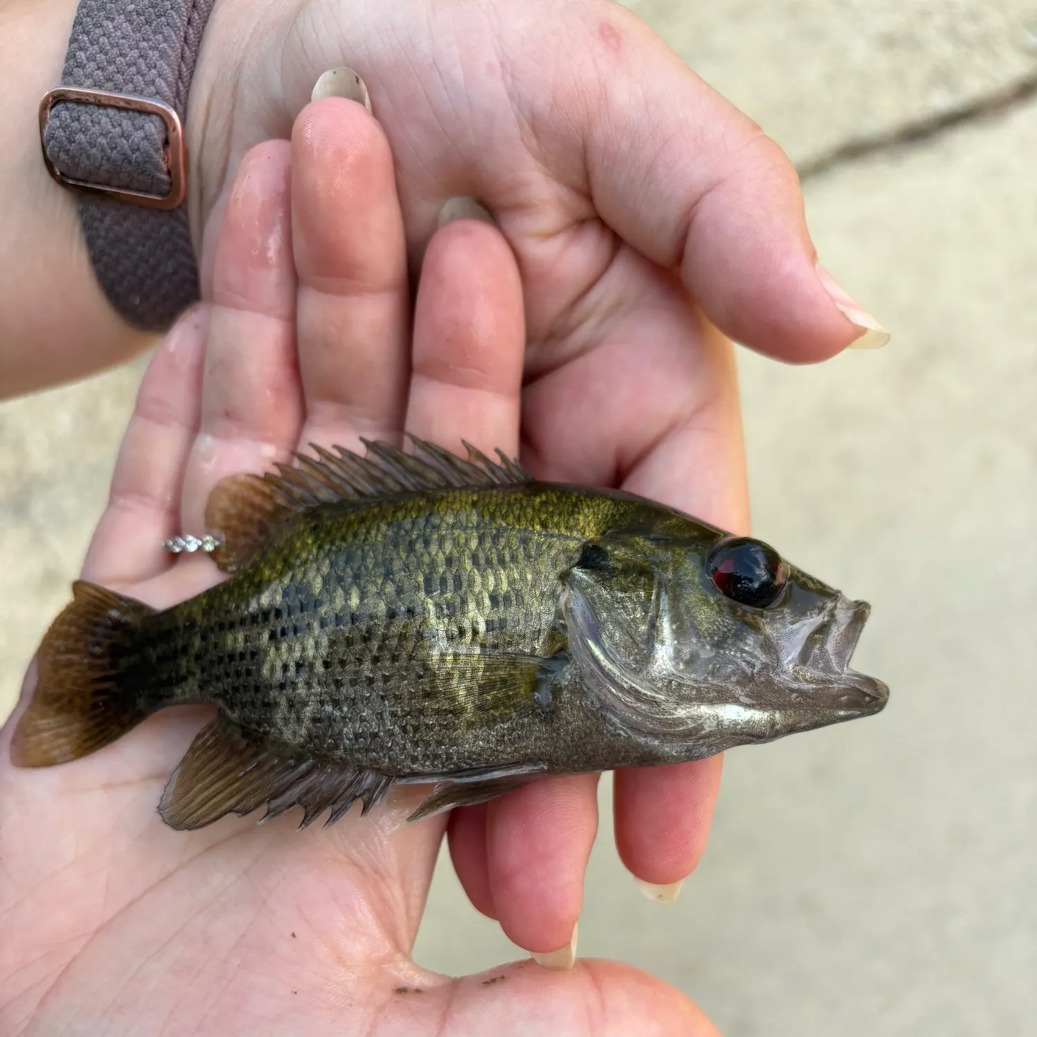 Rock bass caught on Fishbrain