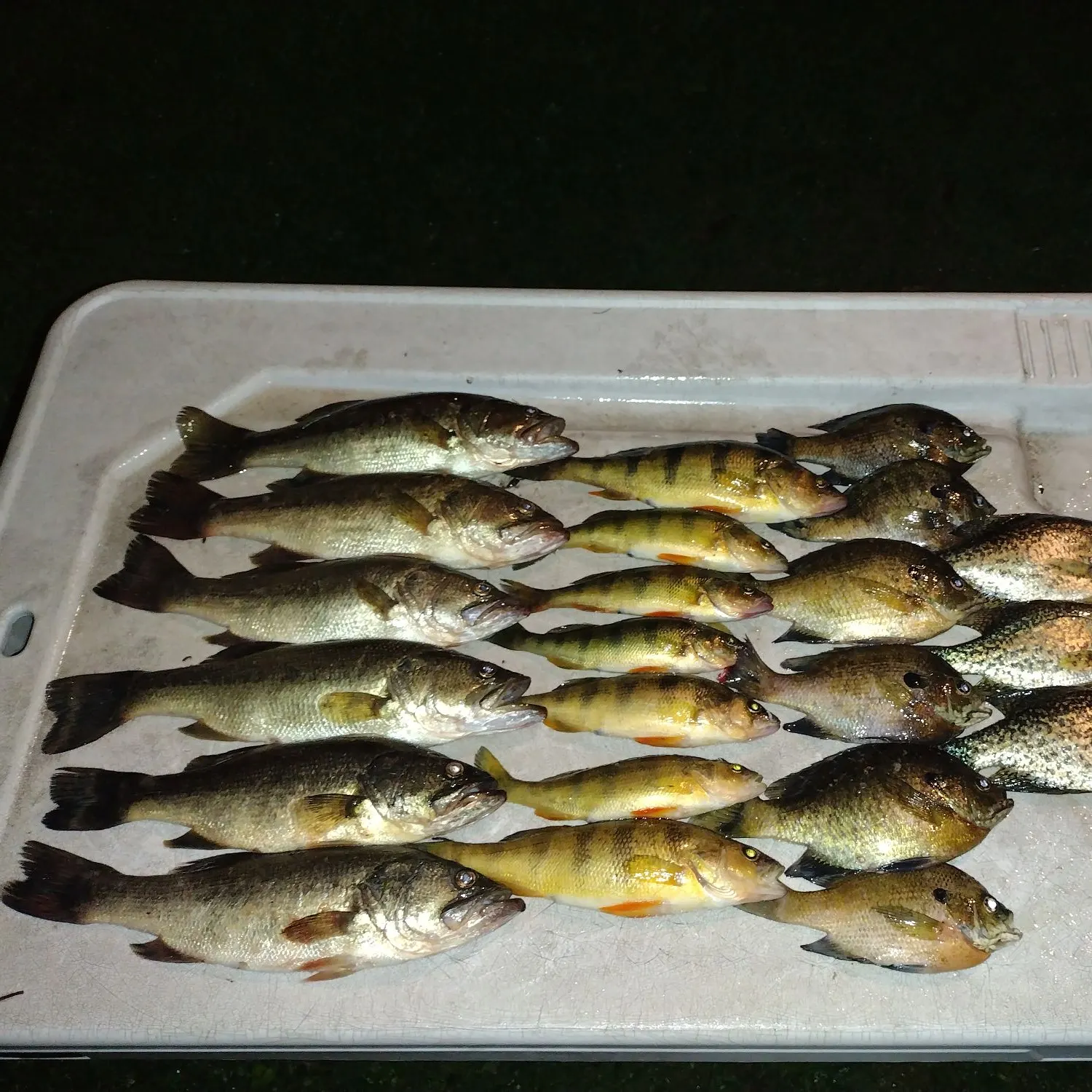 recently logged catches