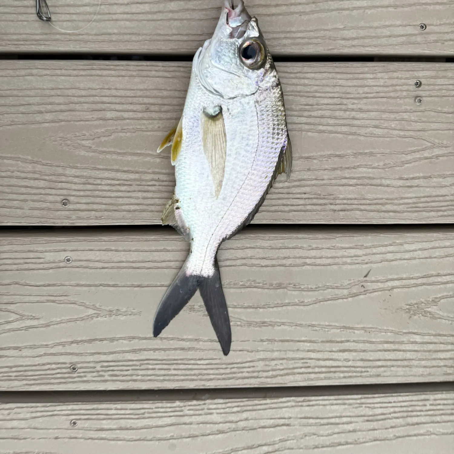 The most recent Yellowfin mojarra catches on Fishbrain