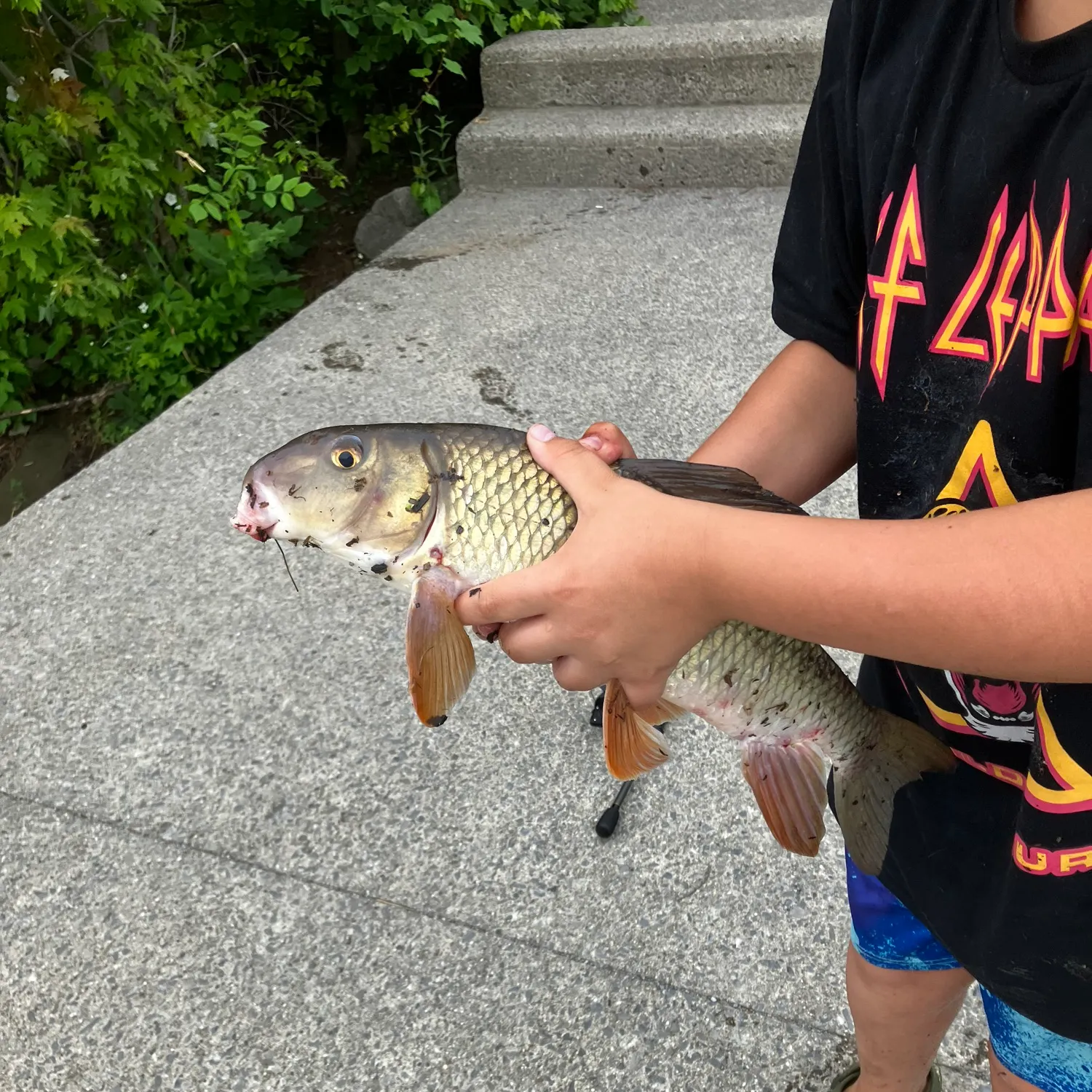 recently logged catches