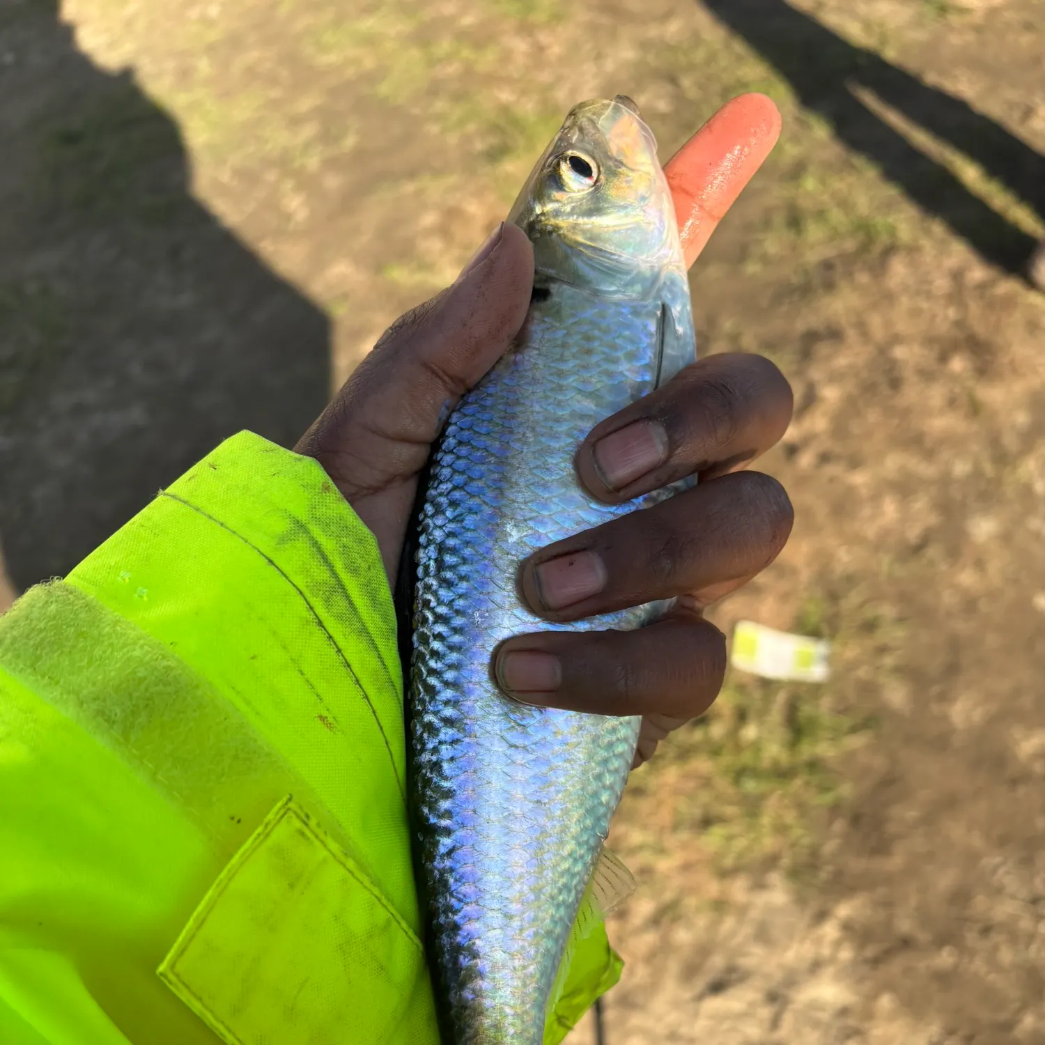 The most recent Alewife catches on Fishbrain