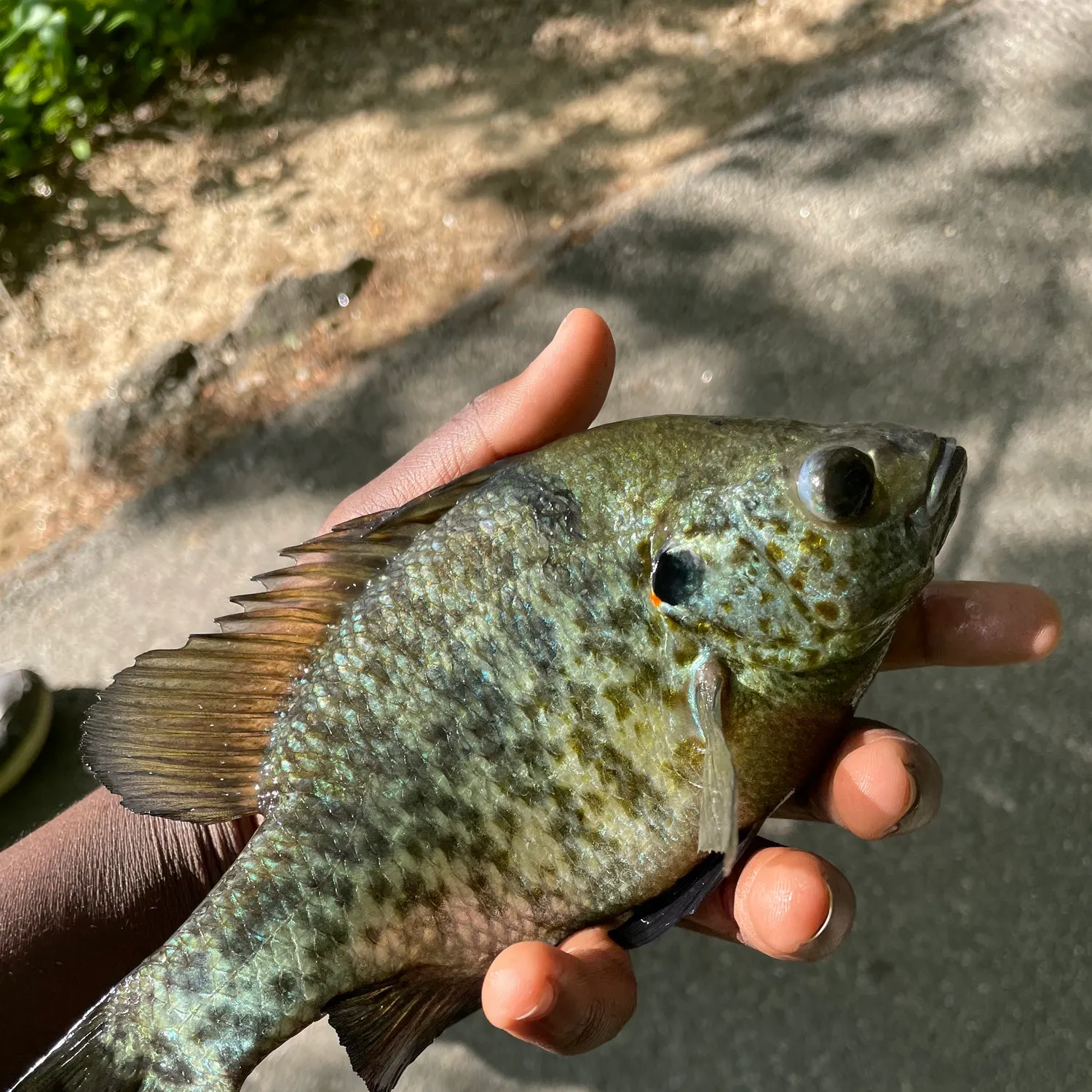 catch