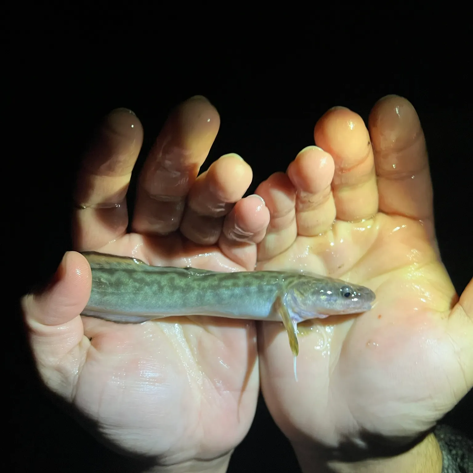 The most recent Burbot catches on Fishbrain