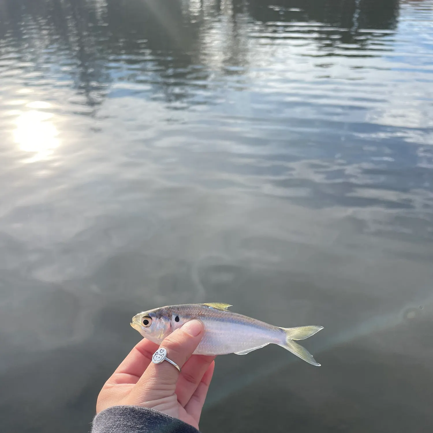 The most recent American shad catches on Fishbrain
