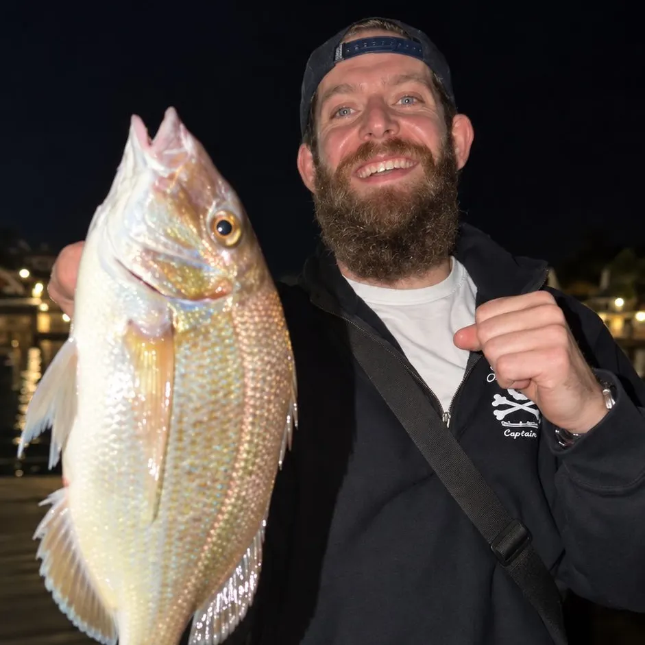Scup caught on Fishbrain