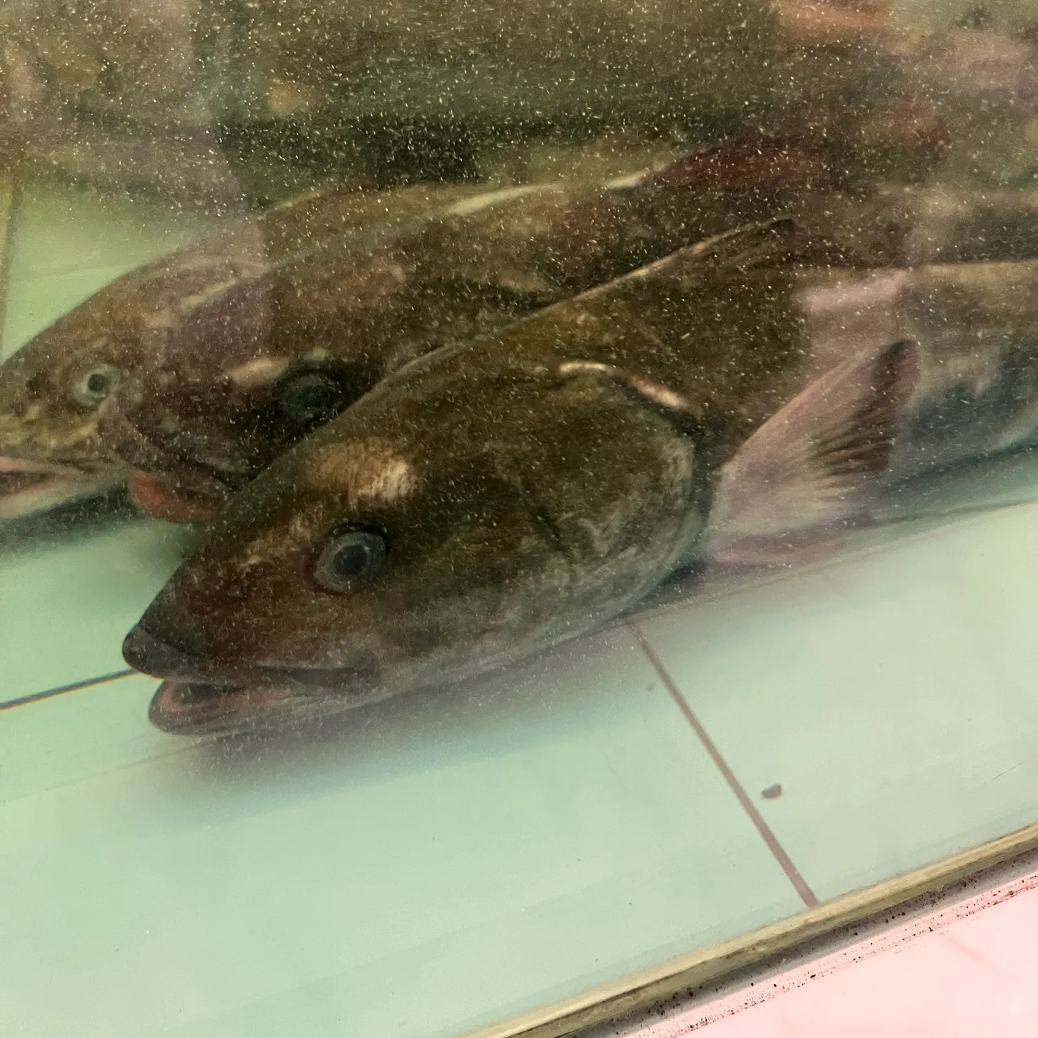 The most recent Pacific spiny dogfish catches on Fishbrain