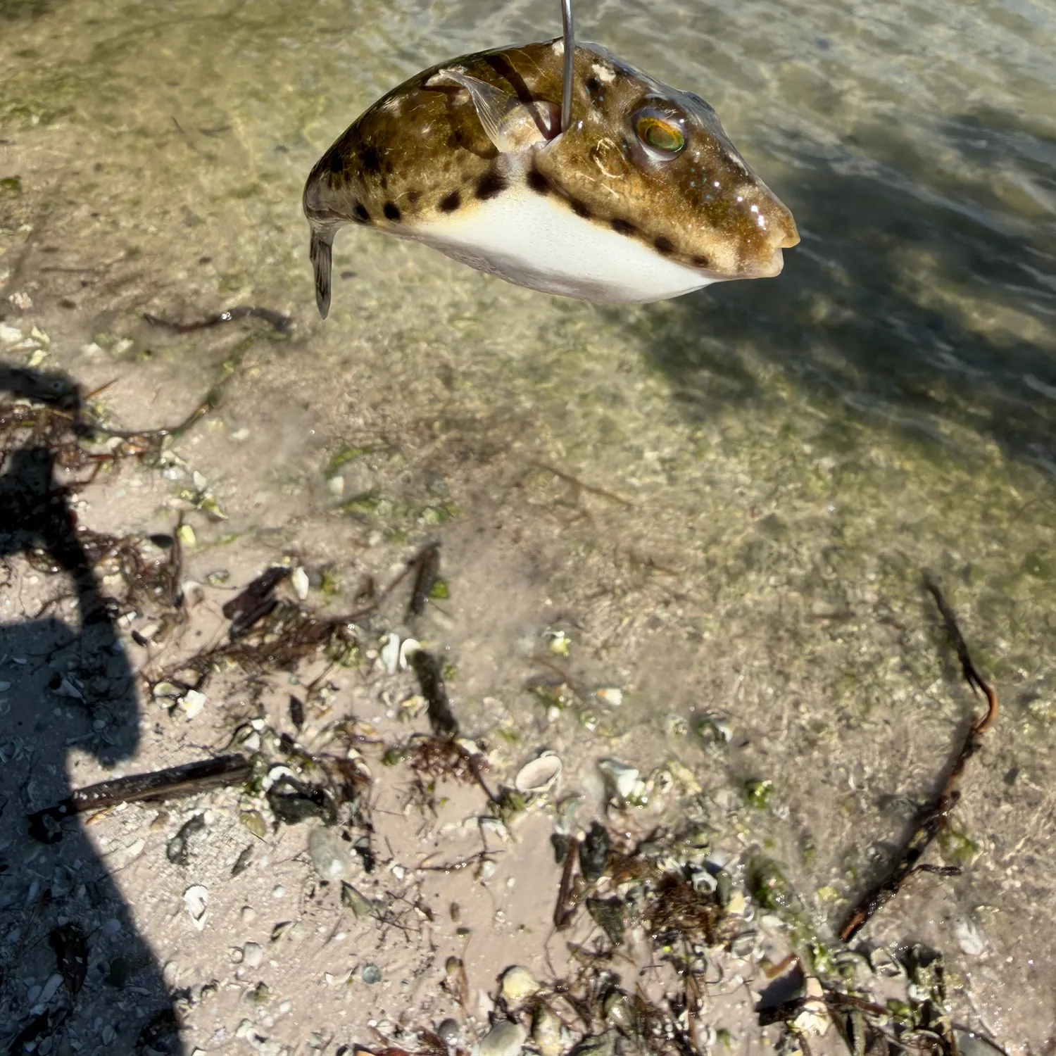 The most recent Bandtail puffer catches on Fishbrain