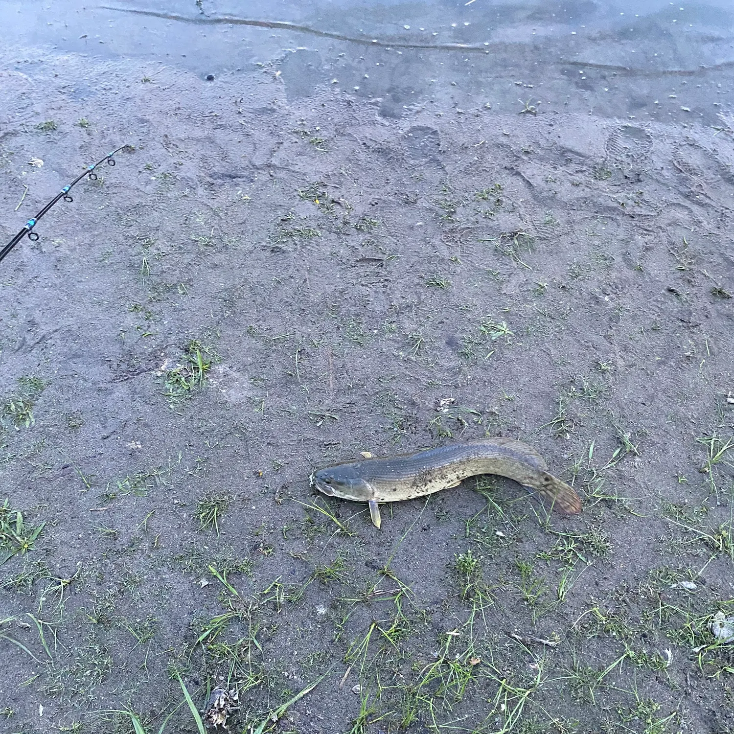Eyetail bowfin caught on Fishbrain