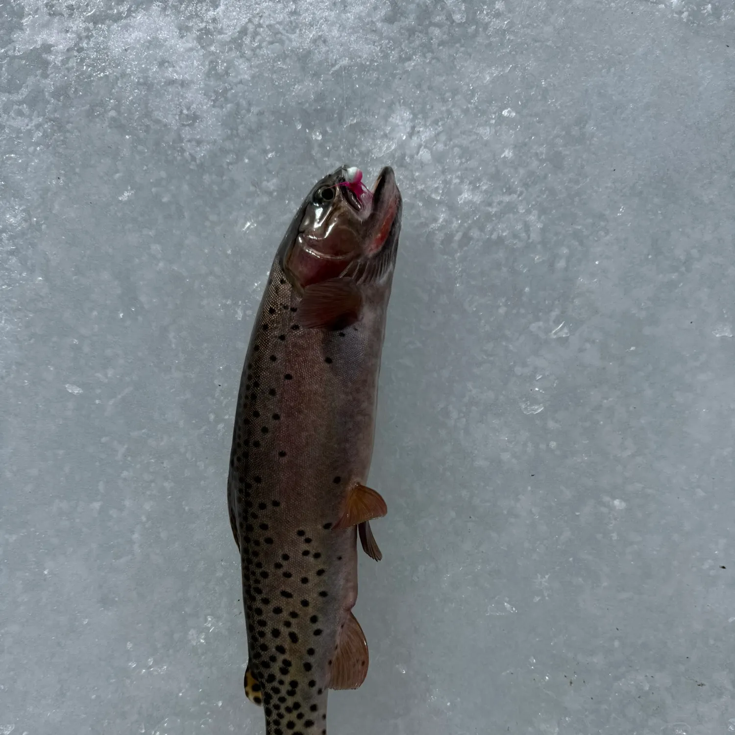 The most recent Colorado river cutthroat trout catches on Fishbrain