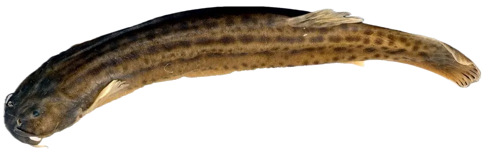 Chapman's pencil catfish