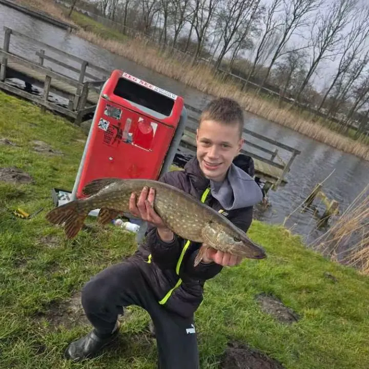 Northern pike caught on Fishbrain