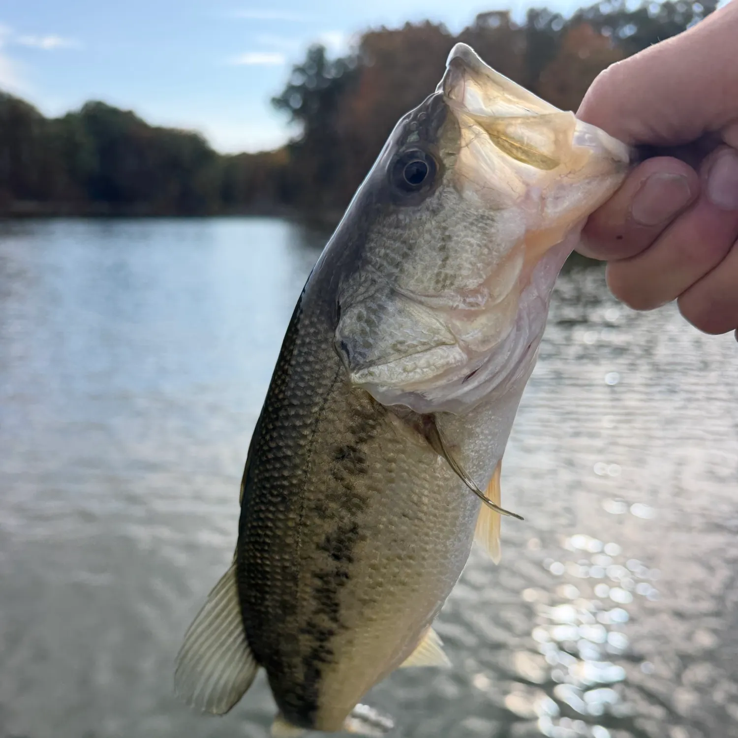 Largemouth bass caught on Fishbrain