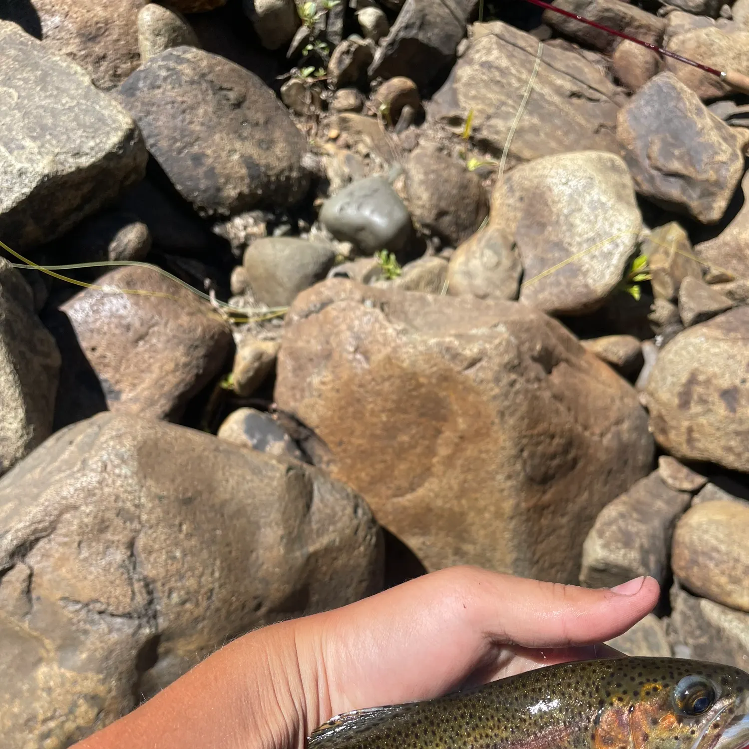 The most recent McCloud river redband trout catches on Fishbrain