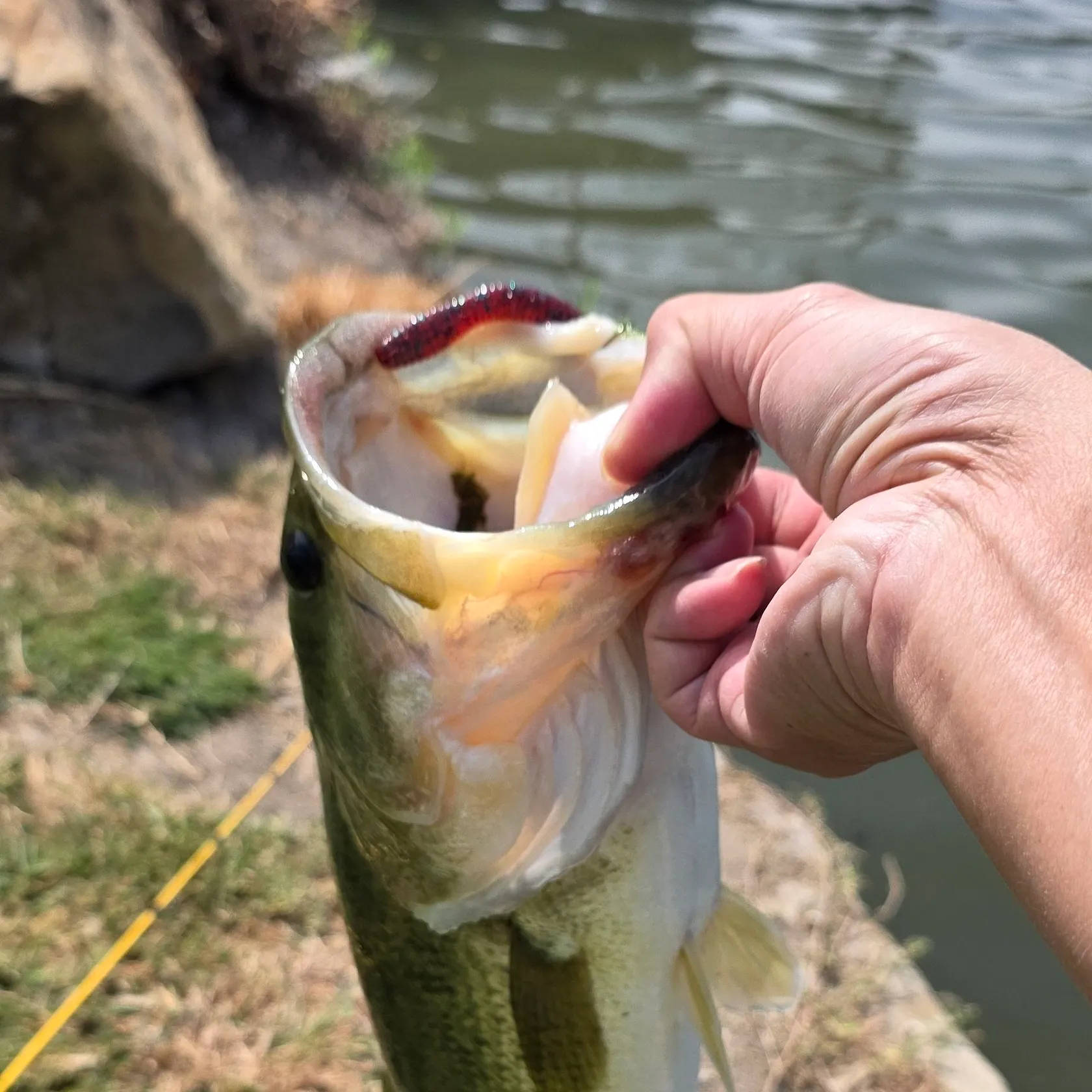 Largemouth bass caught on Fishbrain