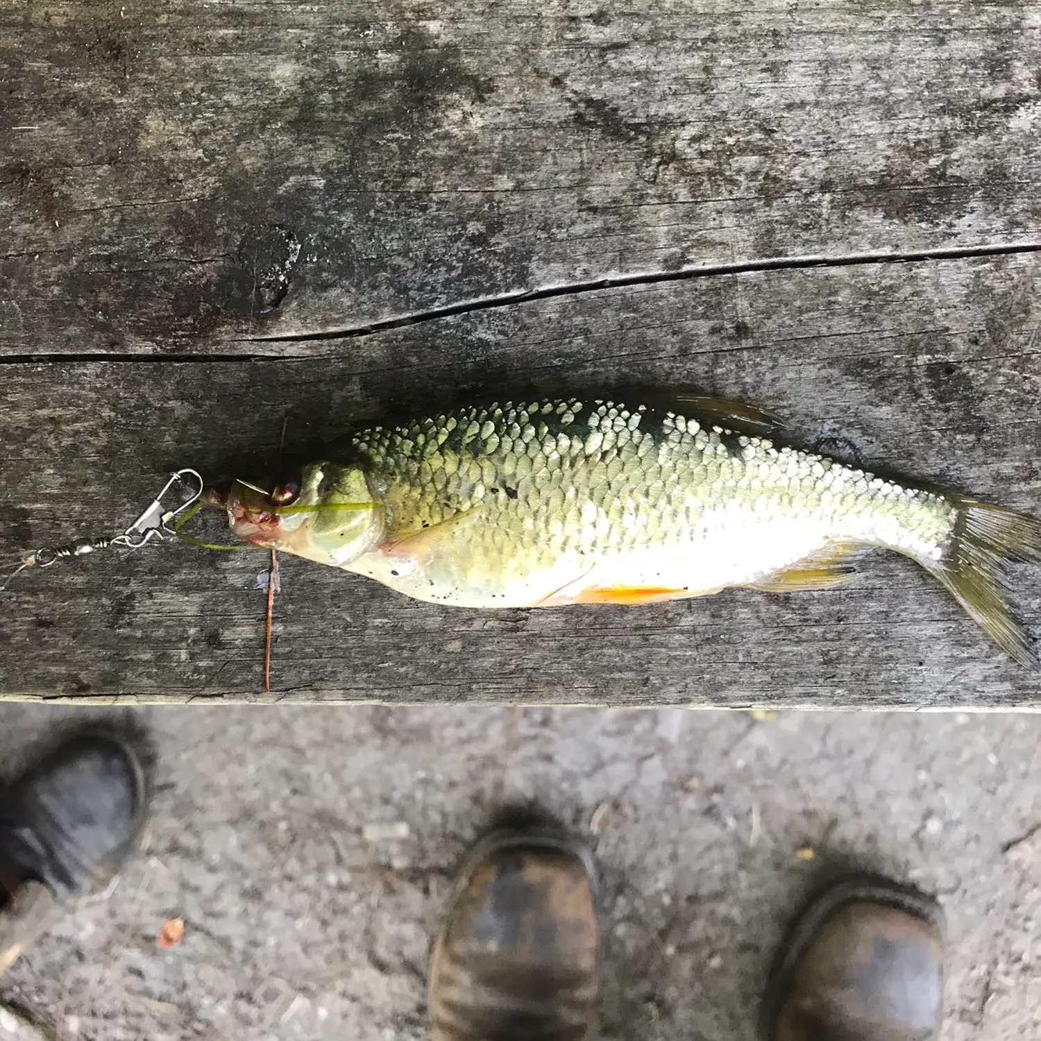 recently logged catches