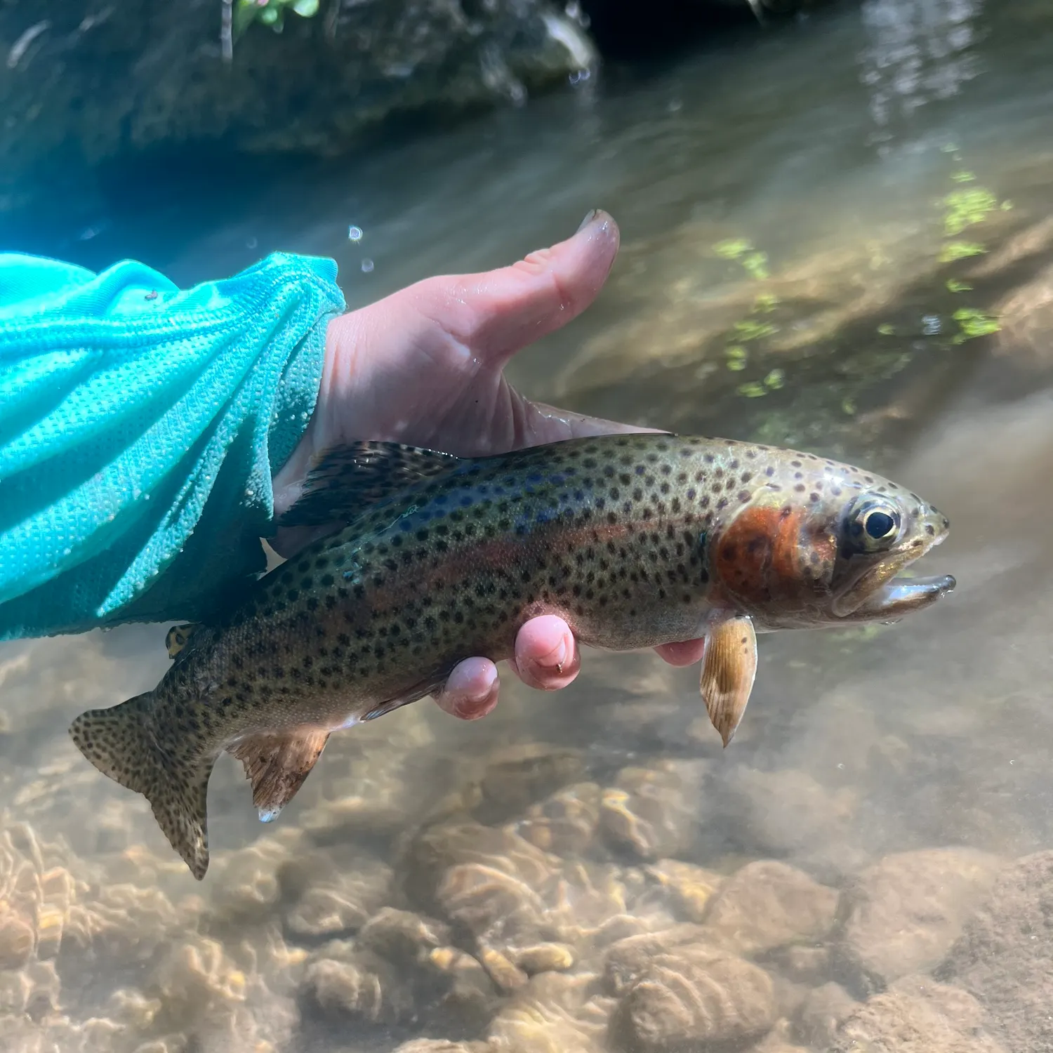 Rainbow trout caught on Fishbrain