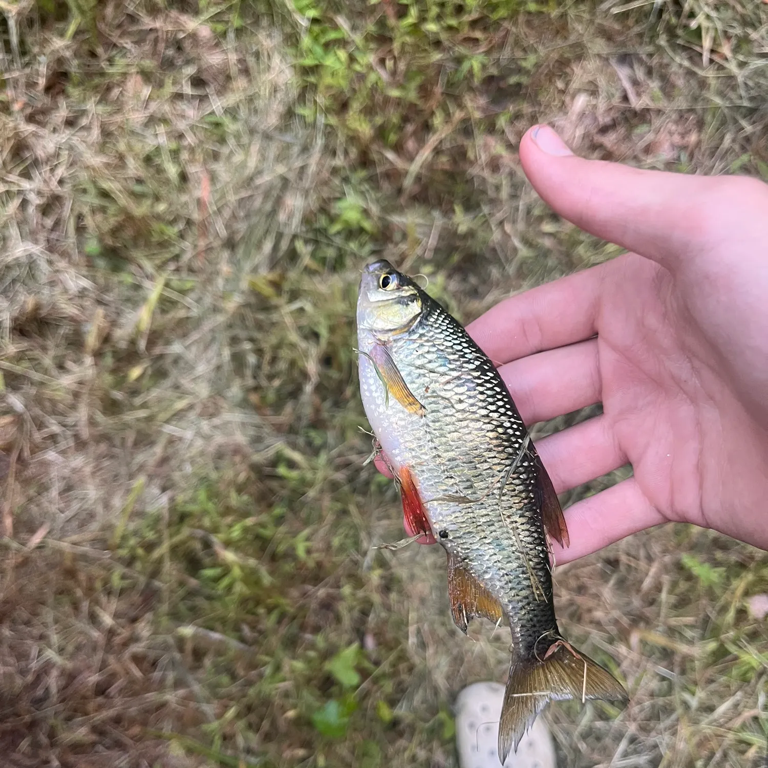 Golden shiner caught on Fishbrain