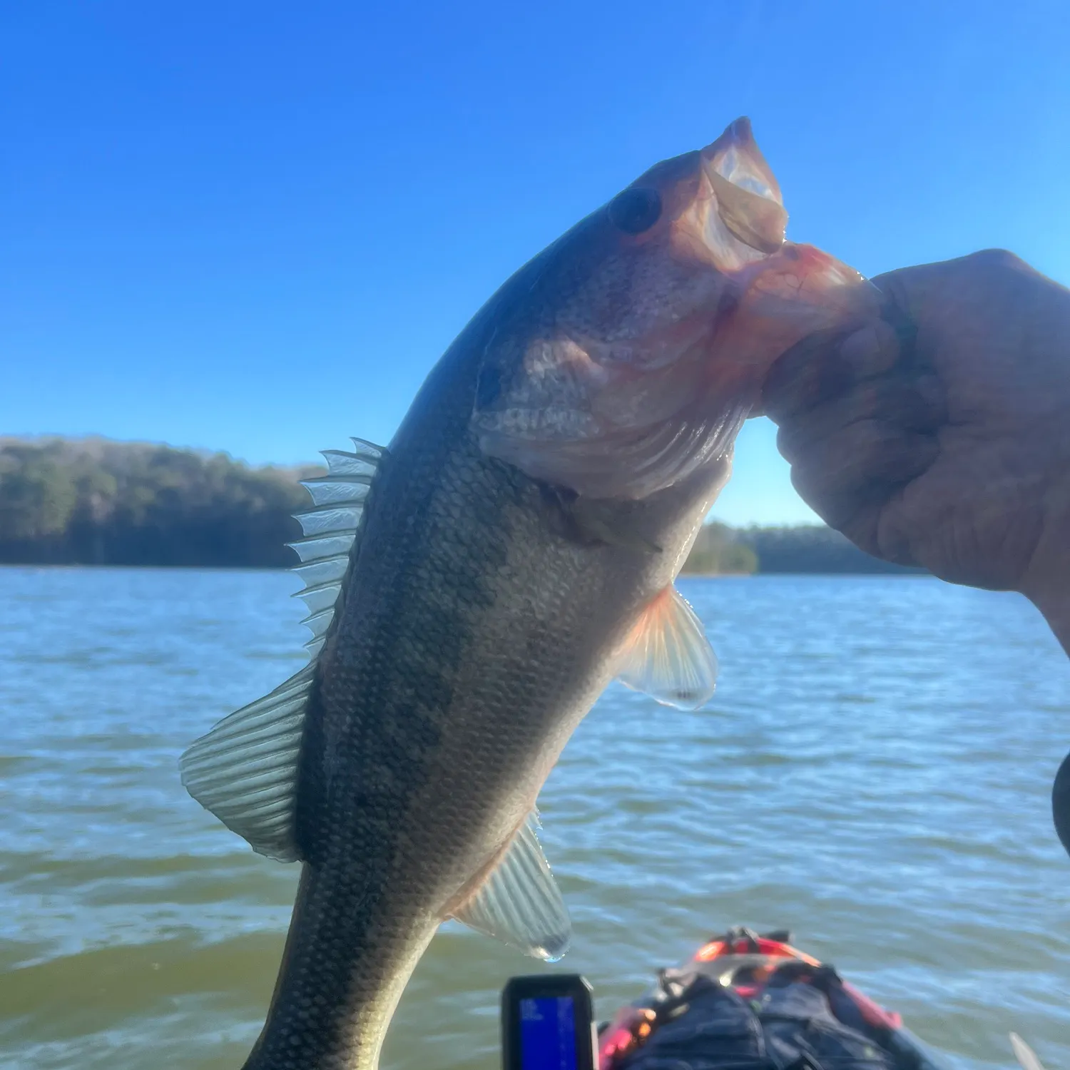 The most recent Spotted bass catches on Fishbrain