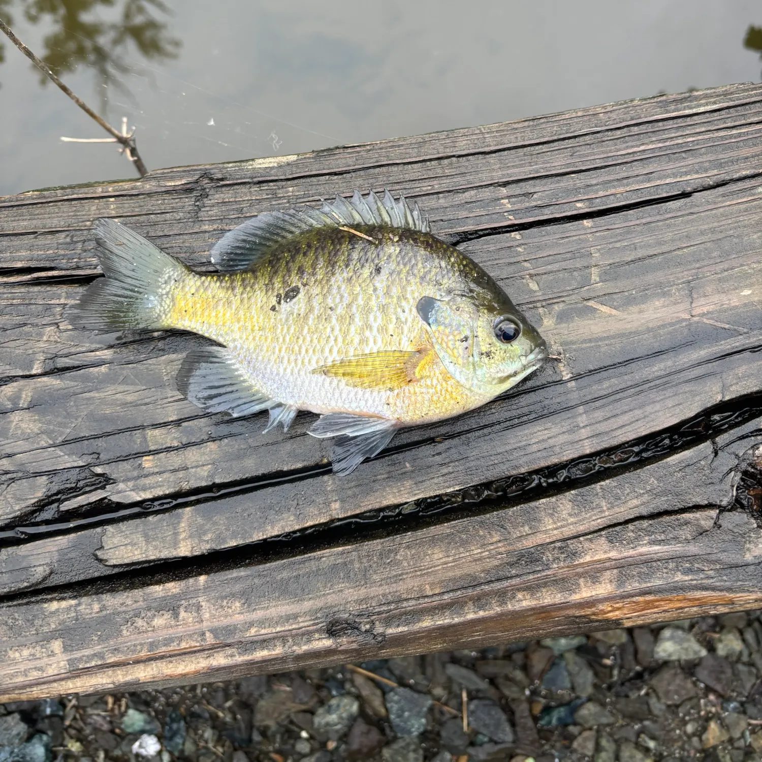 Bluegill caught on Fishbrain