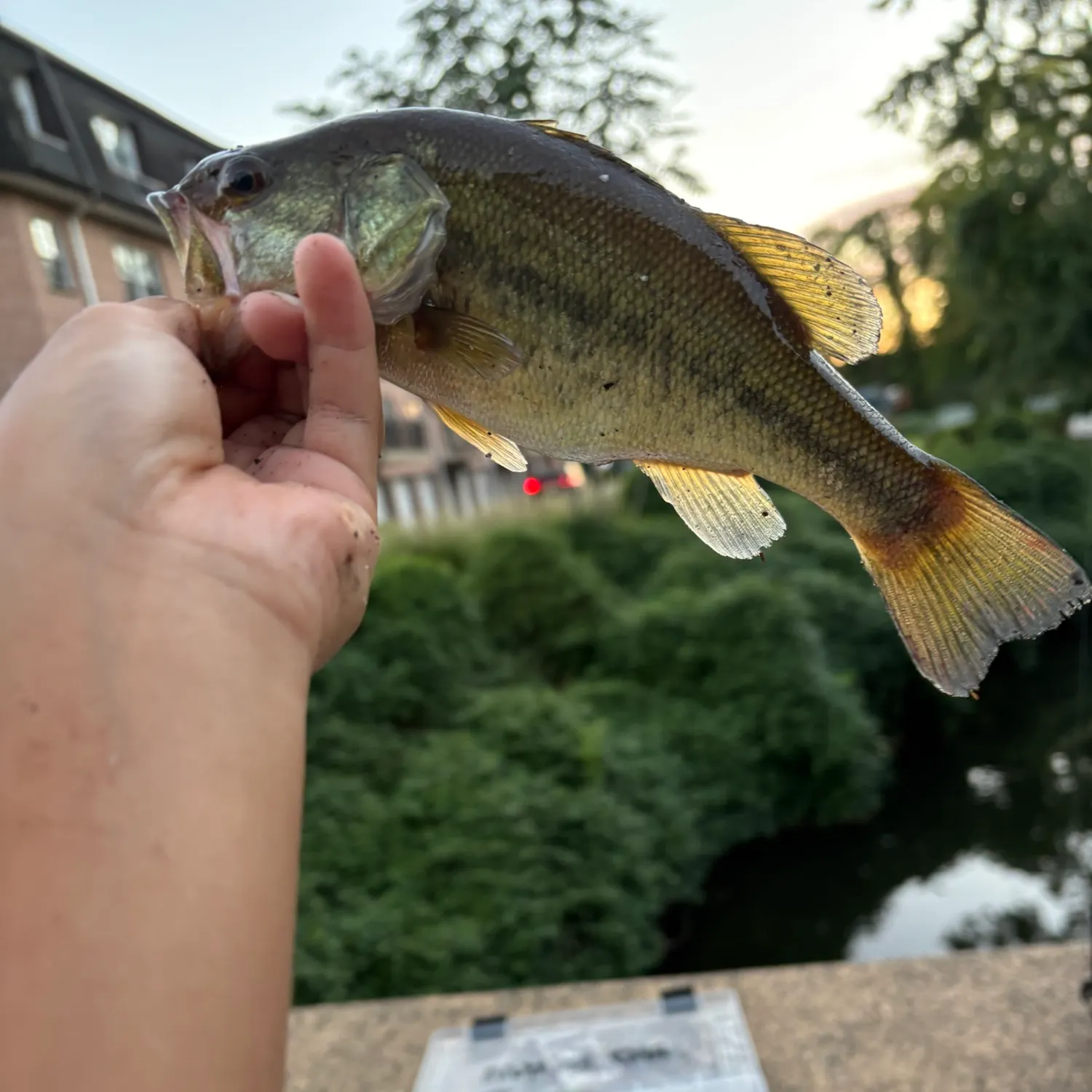 Largemouth bass caught on Fishbrain