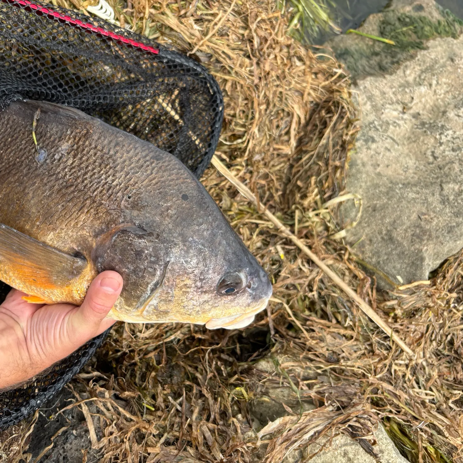 Freshwater drum caught on Fishbrain