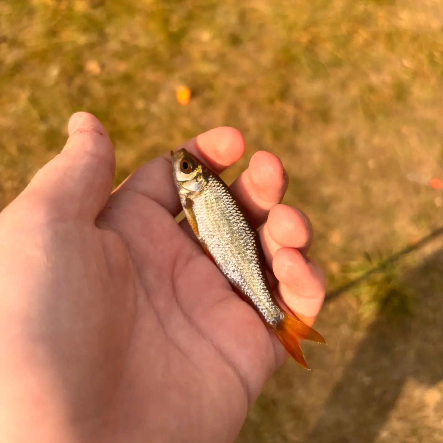 The most recent Common dace catches on Fishbrain