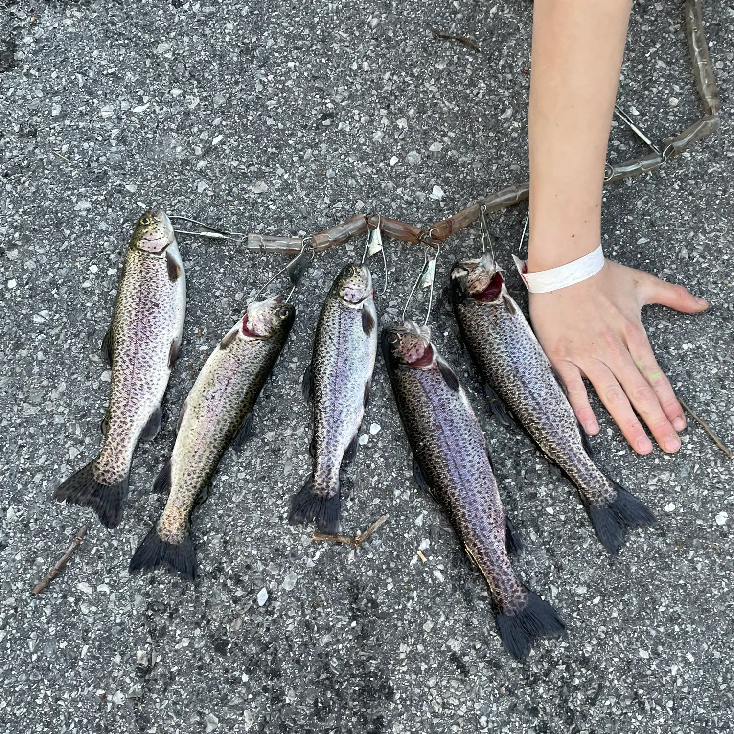 recently logged catches